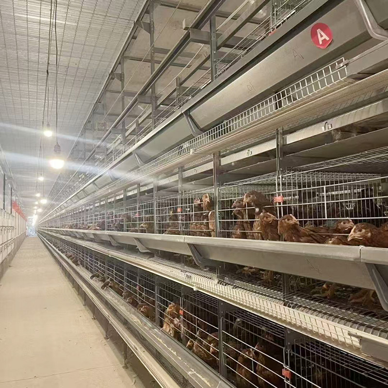 Chicken cage equipment