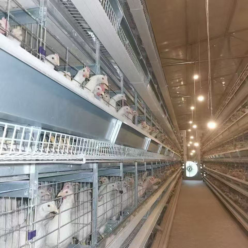 Chicken cage equipment